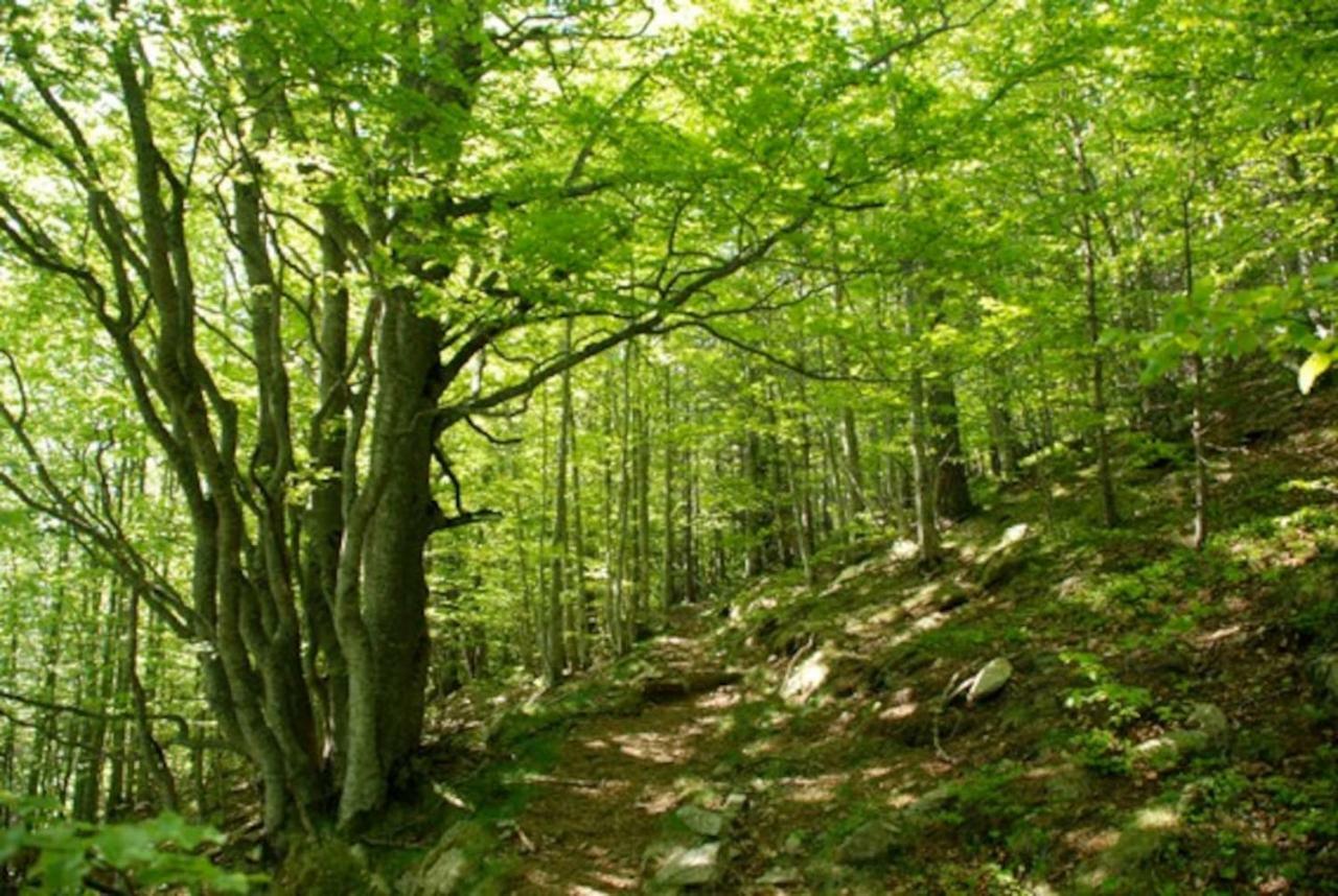 Naturaleza Y Aire Puro En El Pirineo Oriental En Una Bonita Casa Rural De Piedra Prats-de-Mollo-la-Preste Exterior photo